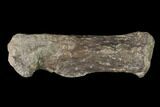 Fossil Amphibian (Eryops) Dorsal Vertebra Process - Texas #143490-1